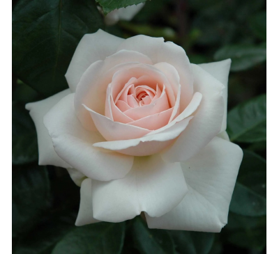Climbing Rose Penny Lane